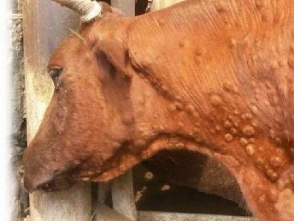 Заболевшая бруцеллезом корова.