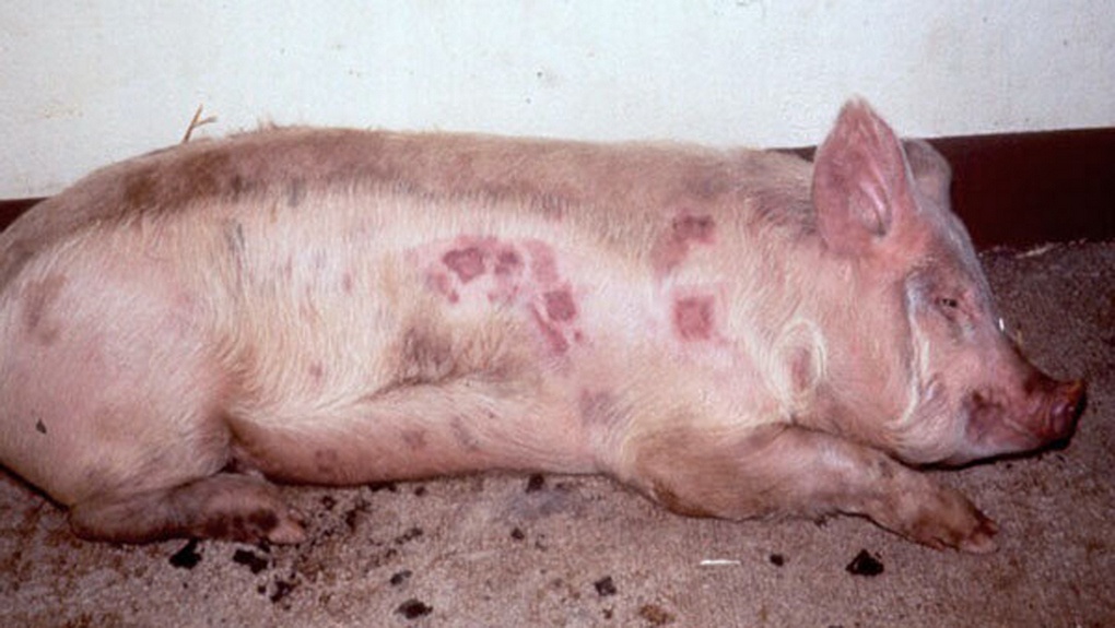 аболевшая африканской чумой свинья.