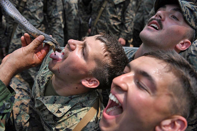 Пить кровь змеи - ритуал морских пехотинцев США.
