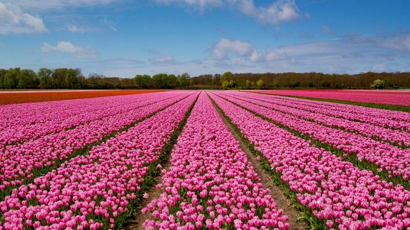 Бескрайние плантации цветущих тюльпанов в Нидерландах.