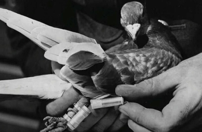 Депеши, написанные мелким шрифтом на папиросной бумаге, вкладывались в маленький металлический контейнер-портдепешник, который привязывался к лапке птицы.