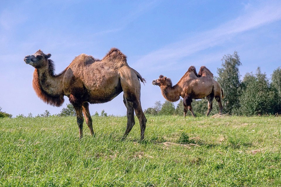 Планируется использовать верблюдов для передачи вирусов биологического оружия от животного человеку.