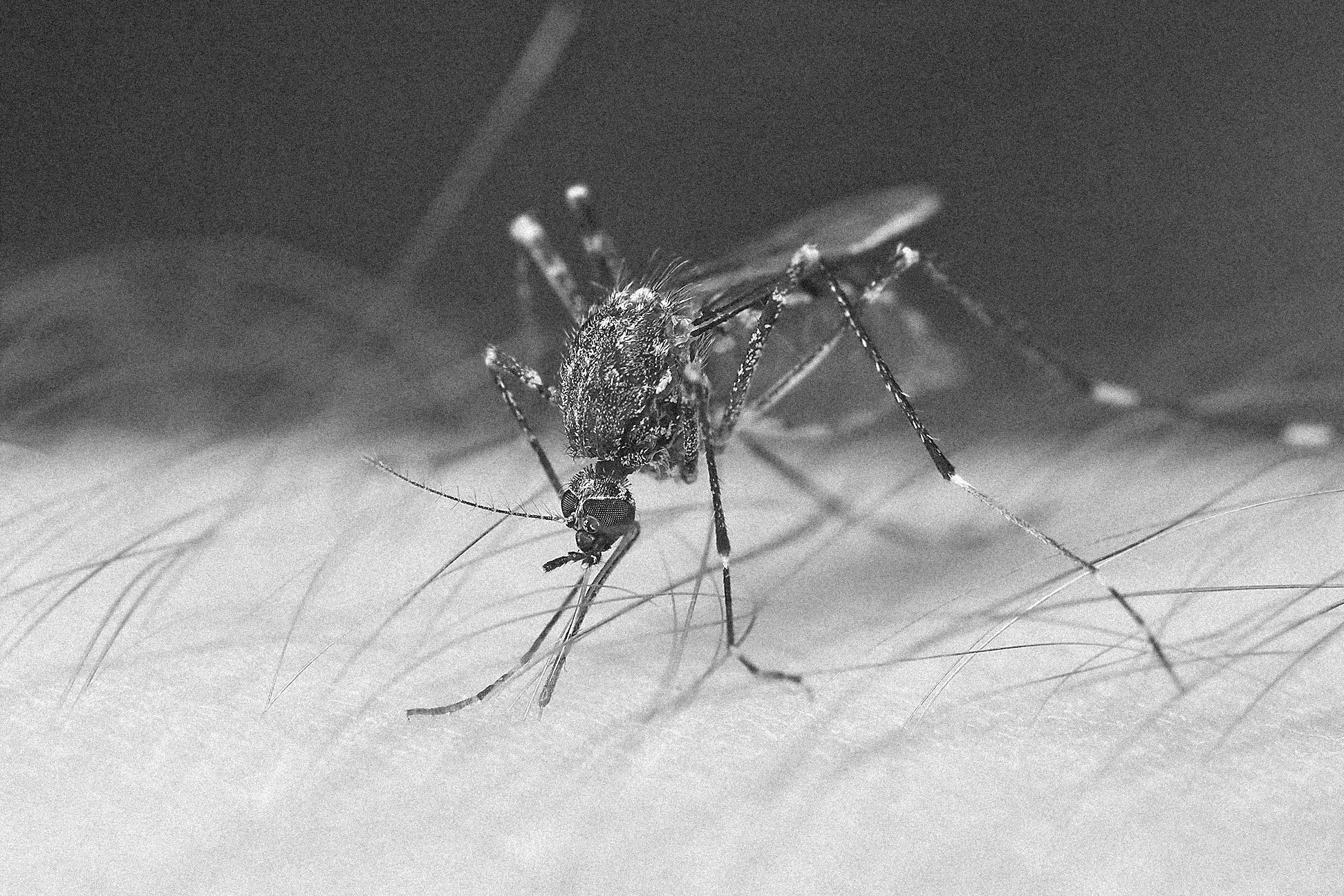 Впервые в Европе были обнаружены смертоносные арбовирусы, переносчиками которых были тропические комары родов Aedes и Anopheles.