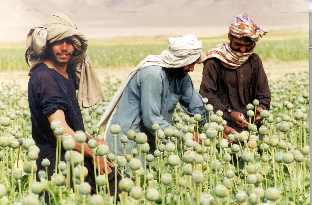 «Талибану» в отличие от правительства хватало доходов от торговли опиумом.