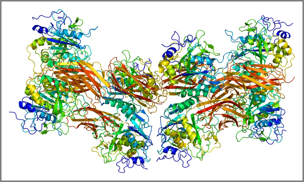 Молекулы мРНК нейтрализуют человеческий фермент фурин, который коронавирус использует как входные ворота в человеческие клетки.