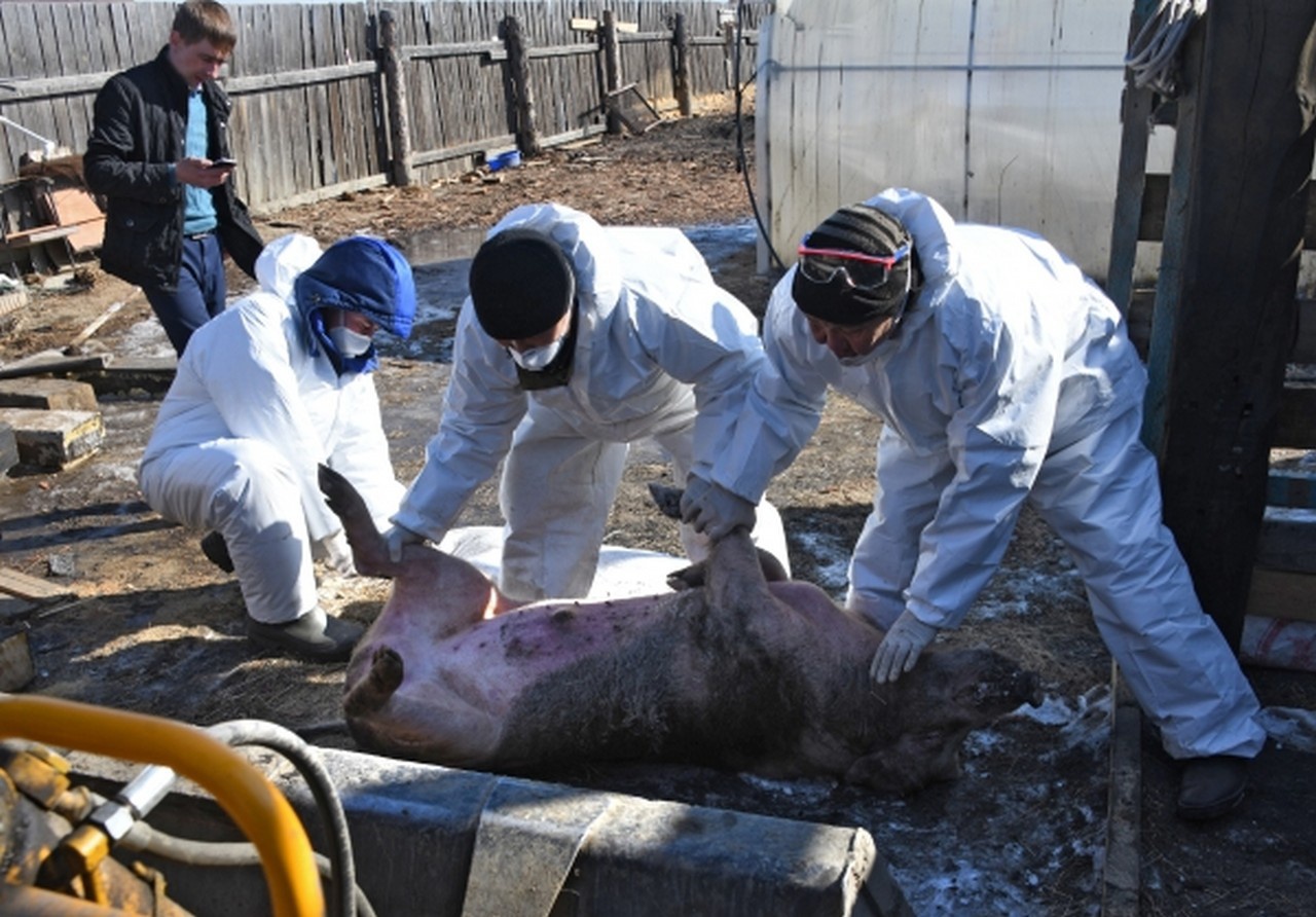 Сотрудники ветеринарной службы Забайкальского края утилизируют тушу свиньи в одном из частных подворий Читы.