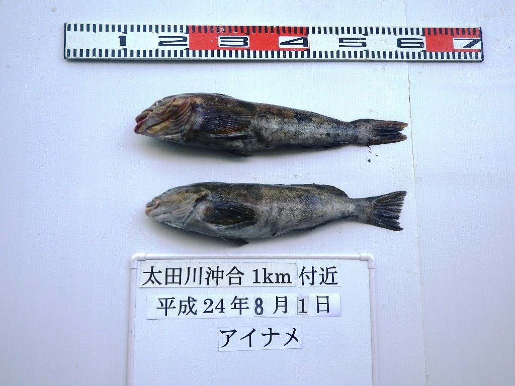 Результаты воздействия радиации на рыбу.