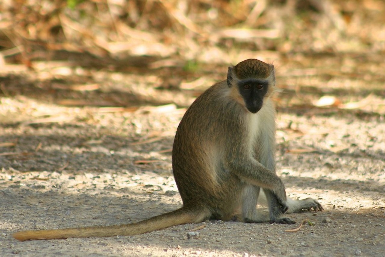 В результате экспериментов с зелёными мартышками, обезьяний вирус стал заразным для человека.