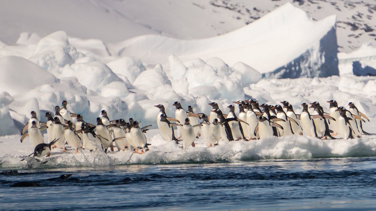 Прыжок в Антарктиду: Америка готова повторить историю адмирала Берда?