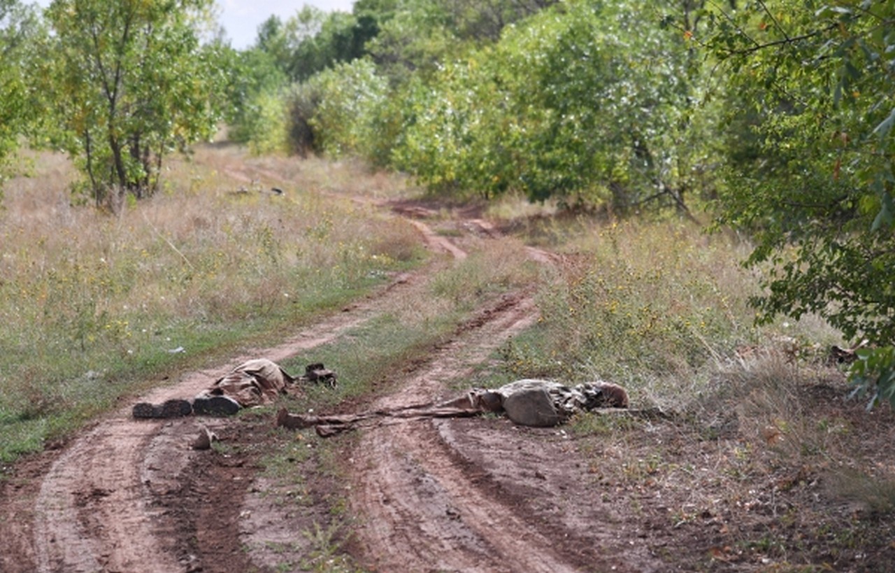 Тела военнослужащих ВСУ в районе села Клиновое. Бахмутский район Донецкой области.