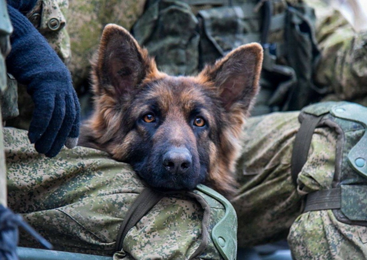 В Забайкалье проводятся плановые занятия по подготовке служебных собак минно-розыскной службы.