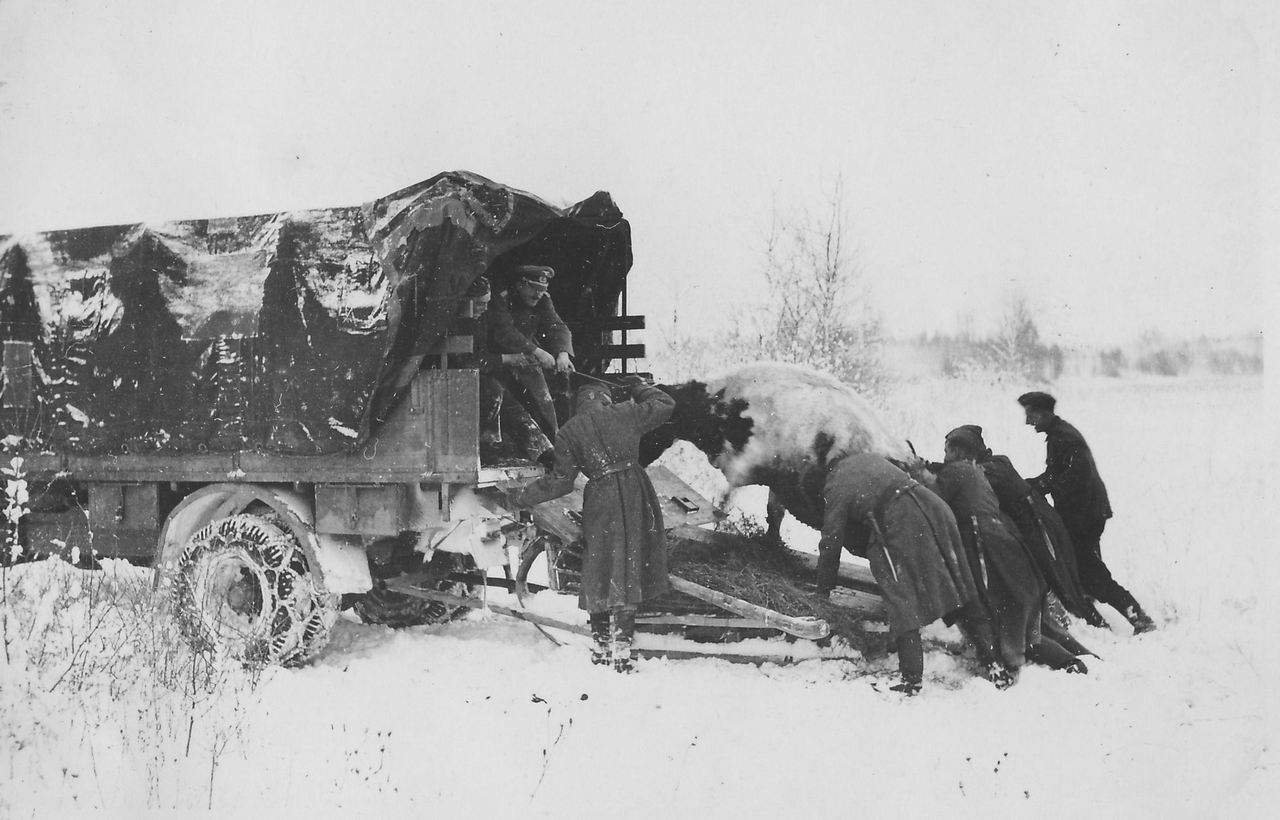 Немцы заводят в грузовик корову, отобранную у жителей.