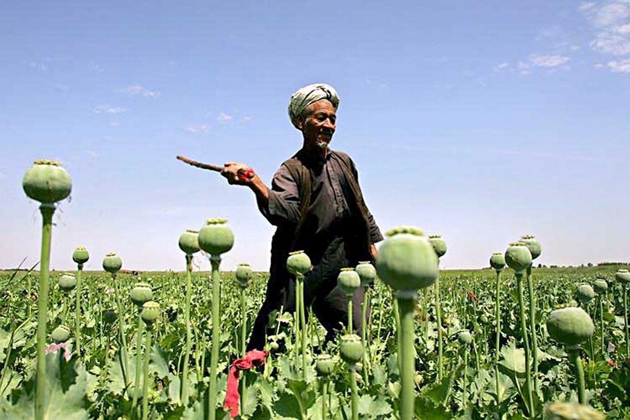 «Борьба» с посевами мака привела к тому, что 80% опиатов поступают на мировой рынок из Афганистана.