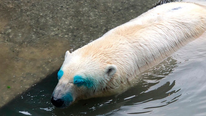 Медведица на стиле: в пермском зоопарке животное сделало яркий «макияж»