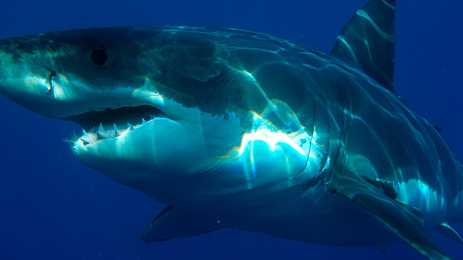 Самая смертоносная атака акул: СМИ рассказали о нападении хищников на крейсер ВМС США