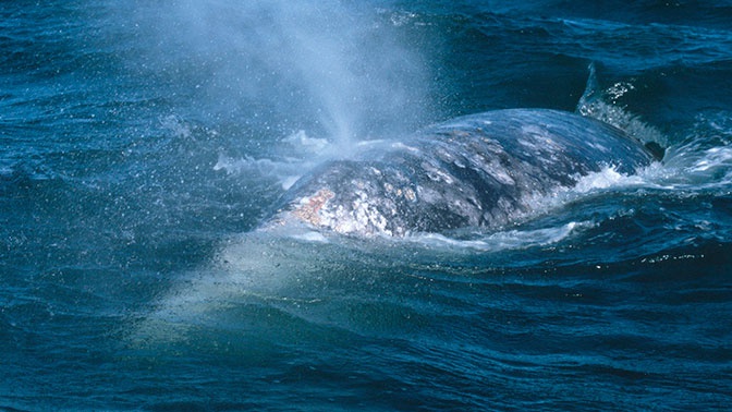  В Охотском море обнаружили новый вид китов
