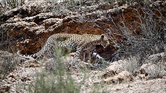 Невероятная маскировка: пользователи Сети пытаются отыскать леопарда на фото