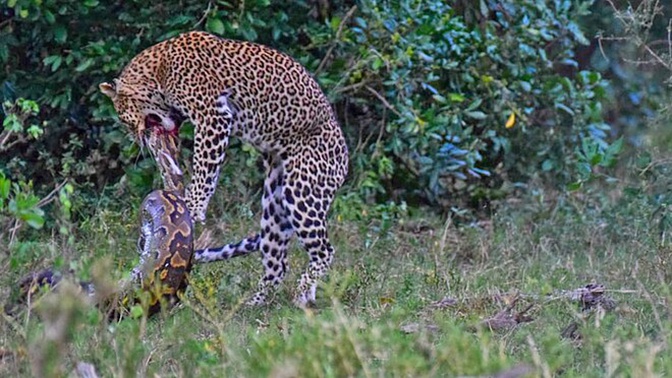 Razborki V Afrike Smertelnaya Shvatka Leoparda I Pitona Popala Na Video Trk Zvezda Novosti 23 11 2019