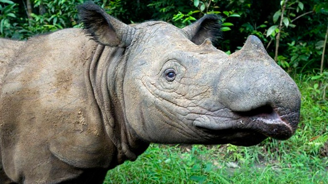 В Малайзии умер последний суматранский носорог 