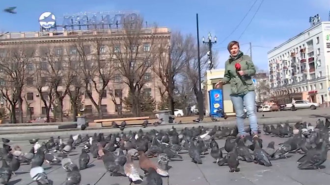 Окружили голуби. Хабаровские голуби. Голуби в Хабаровске. Кормить голубей Хабаровск. Голубятня Хабаровск.