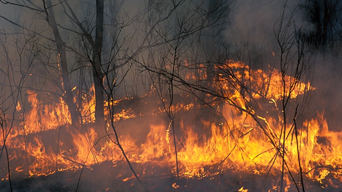 Чиновников заподозрили в поджоге леса в Иркутской области
