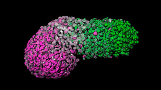 Ученые создали модель эмбриона человека из стволовых клеток