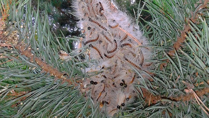Опасные для людей гусеницы шелкопряда появились в национальном парке «Куршская коса»