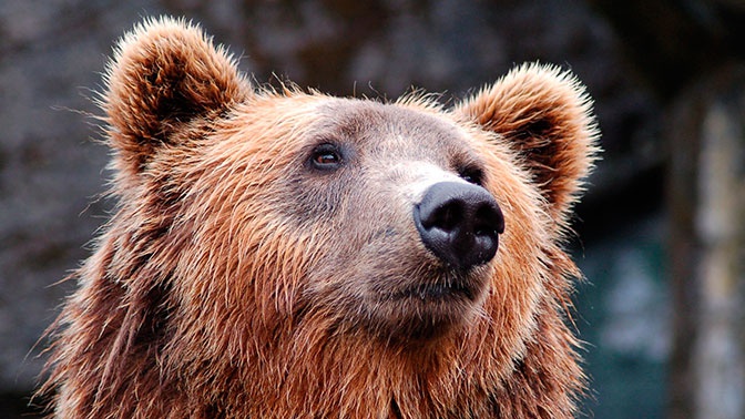 Детям пришлось прятаться от медведя, решившего погулять по Петропавловску-Камчатскому