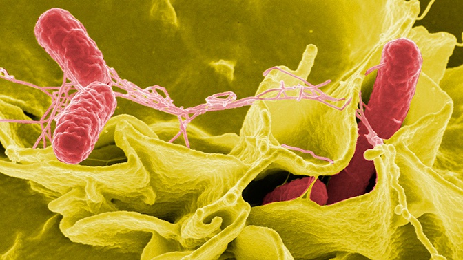 Ученые разгадали тайну древней инфекции