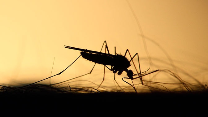 В Турции найдена опасная разновидность комаров