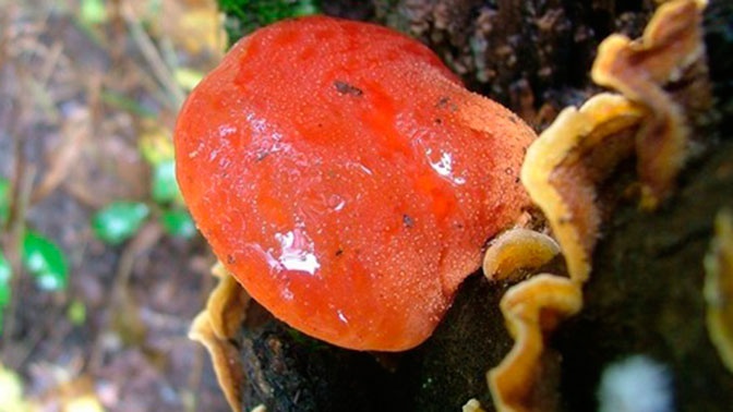 В Подмосковье нашли «кровавые» грибы