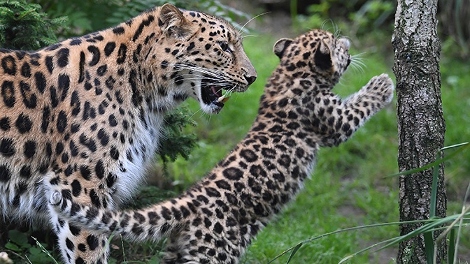 Нацпарк «Земля леопарда» удалось защитить от крупнейшего пожара в Приморье