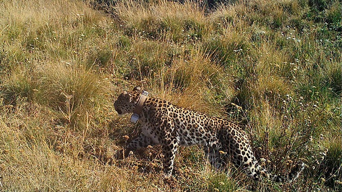 Фотоловушка «поймала» выпущенных леопардов в Кавказском заповеднике 