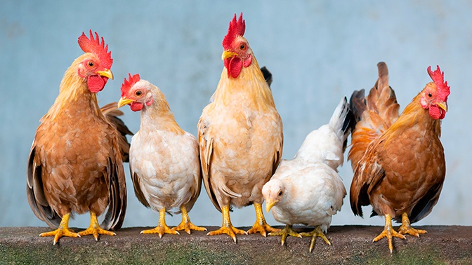 Россельхознадзор вводит запрет на ввоз птицы и яиц из Нидерландов