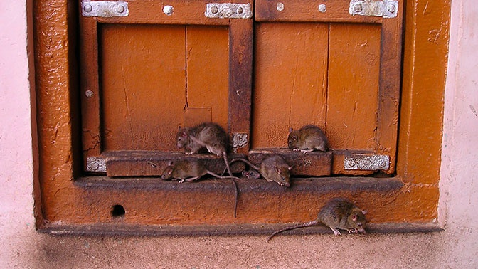 Британцев предупредили о возможном нашествии крыс