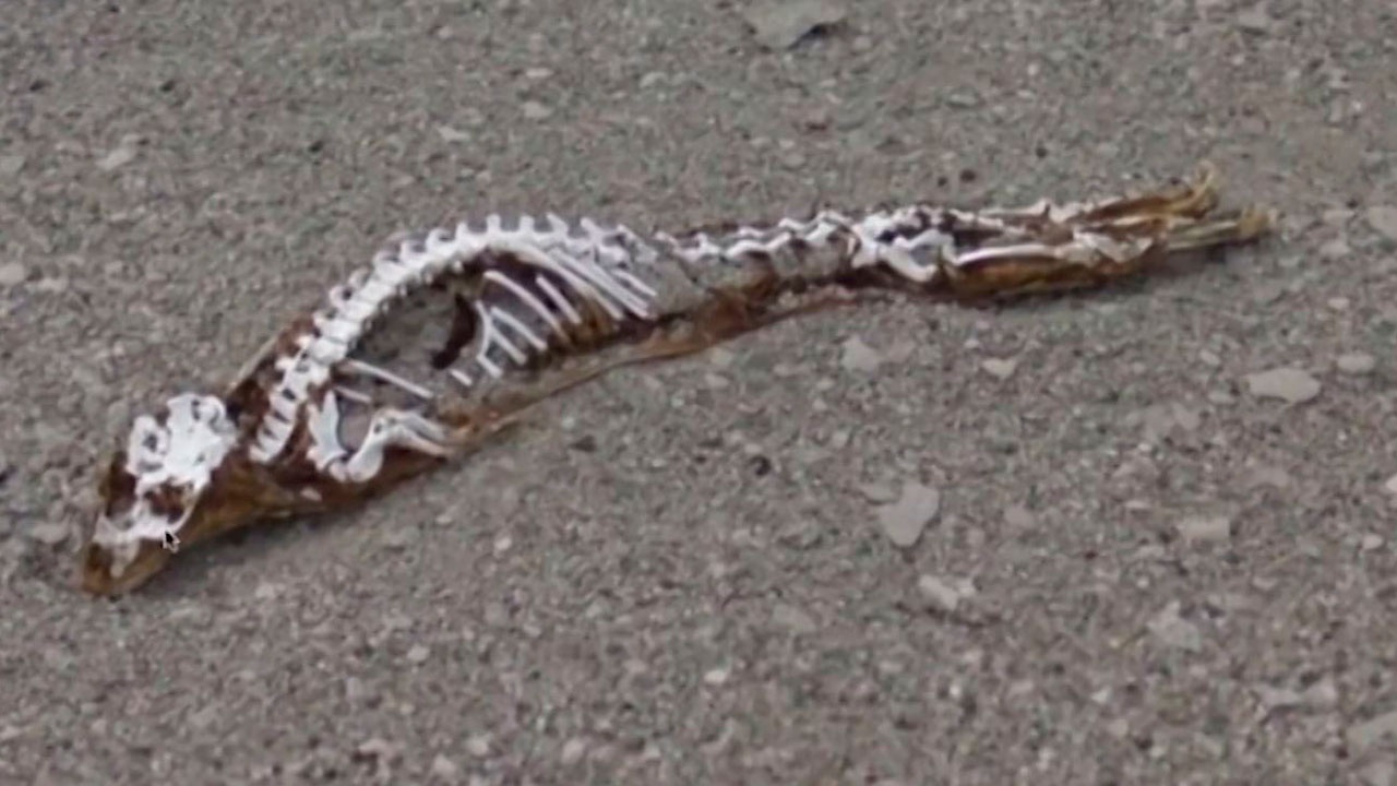 Доисторическая девушка замороженная 40 миллионов лет. Странные существа Антарктиды. Скелеты древних животных. Останки неизвестных существ. Скелеты неизвестных существ.