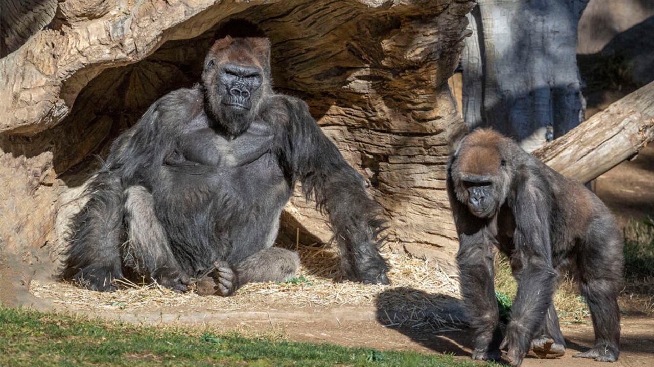 В мире зафиксирован первый случай инфицирования горилл коронавирусом