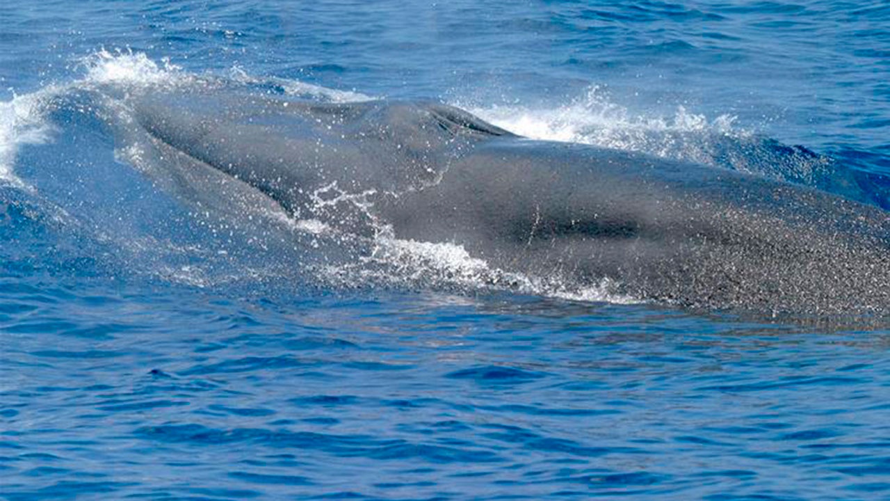 Биологи открыли новый вид китов и сразу отнесли их к вымирающим