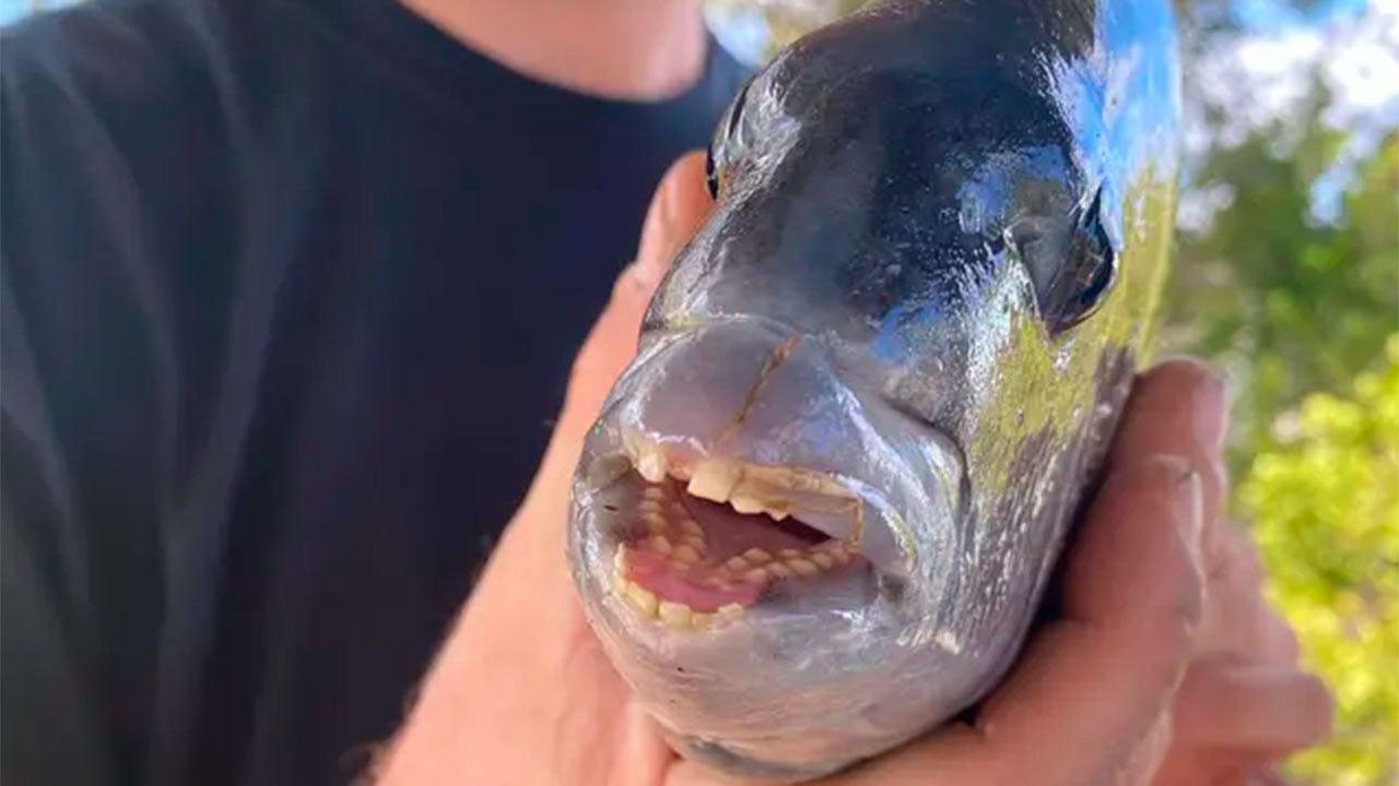 Рыба с зубами название с фото
