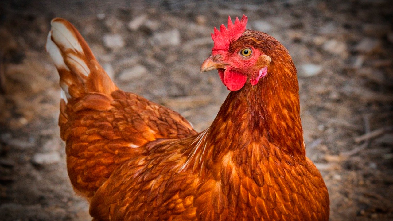 Эксперт рассказала, может ли блюдо из курицы стать причиной заражения птичь...