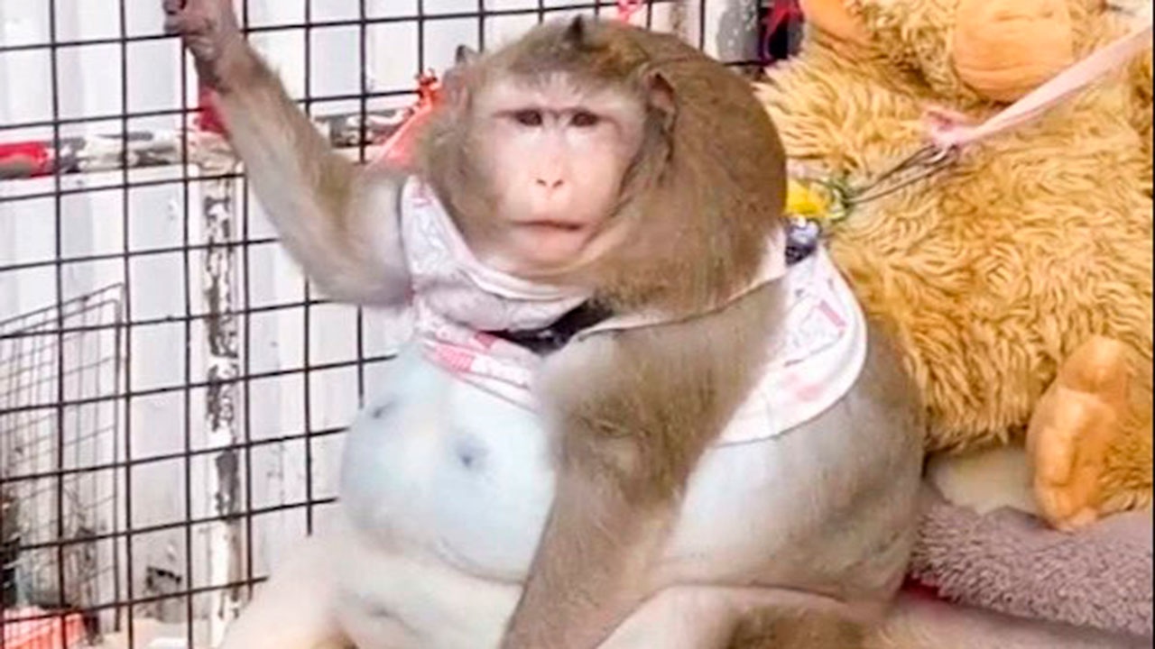 В Таиланде ветеринары посадили на диету откормленную до предела обезьяну