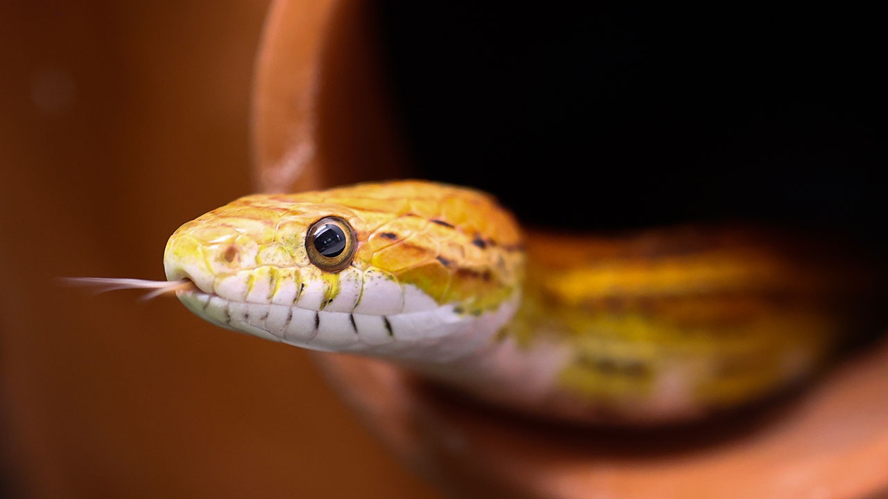 Огромная змея восемь месяцев пугает посетителей английского супермаркета