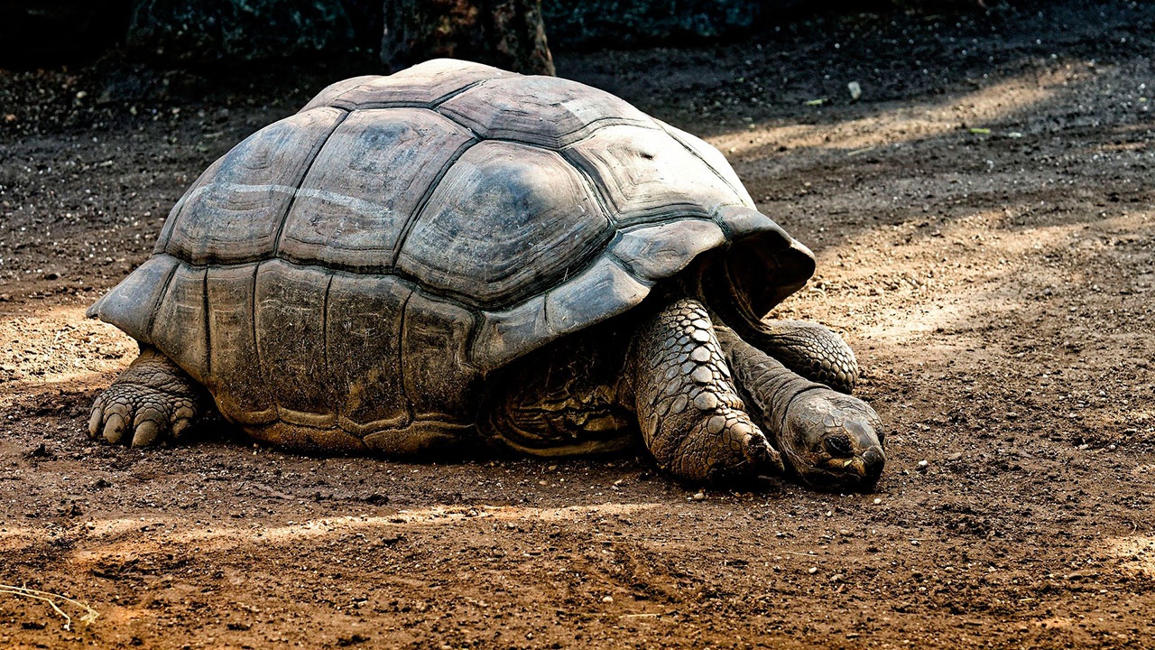 Обнаружена черепаха, которую считали вымершей больше века 