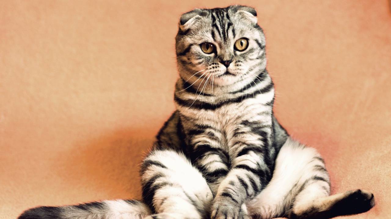 Ученые рассказали, как кошки могут заразиться COVID-19  от своего хозяина 