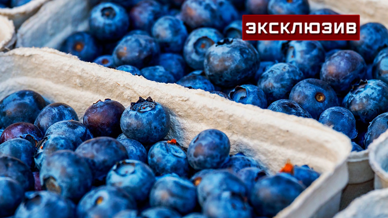 Замороженное лето: диетолог рассказала о способах заготовки свежей ягоды - Vimarsana News