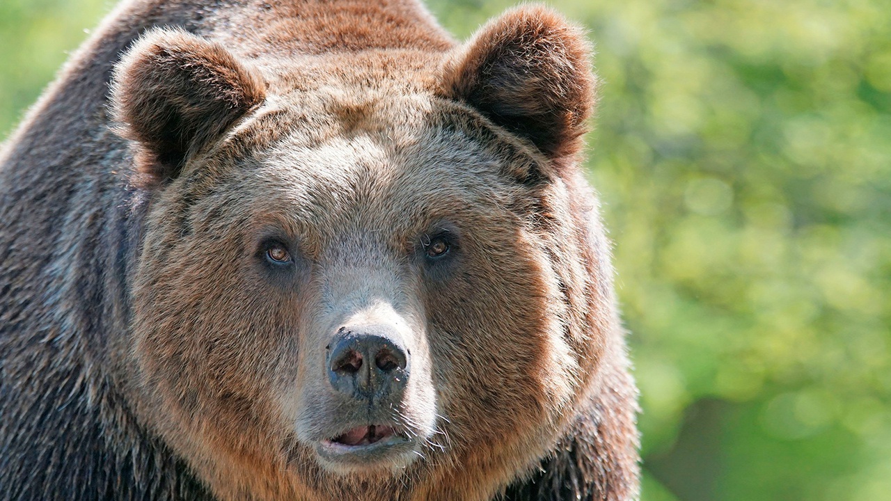 В Красноярском крае медведь вышел к сельской школе