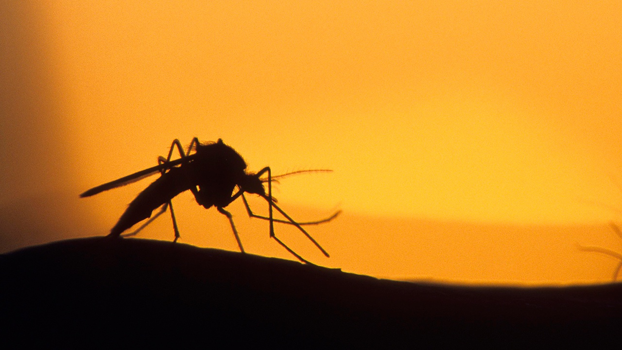 В России могут появиться комары - переносчики лихорадки Западного Нила
