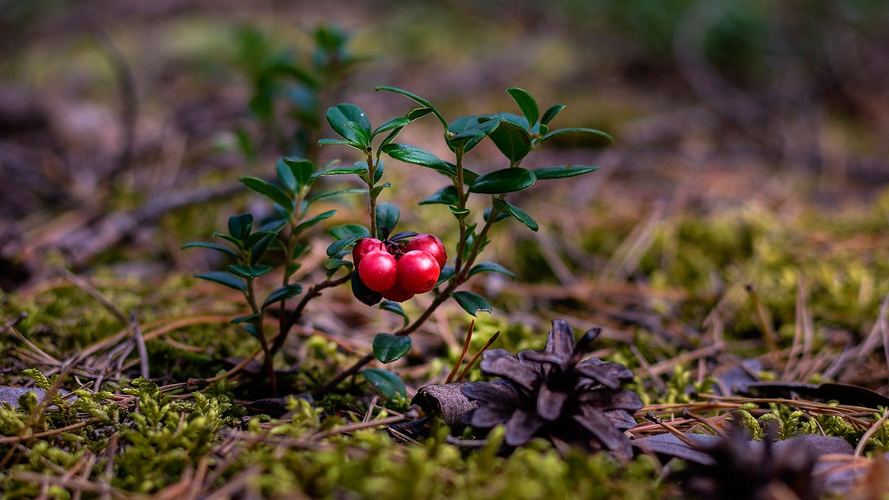 Диетолог назвала ягоды, укрепляющие иммунитет к осени