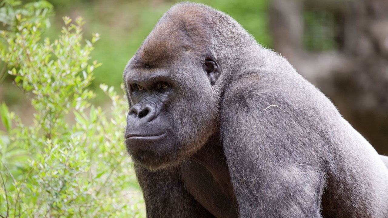 В зоопарке Атланты почти все гориллы заболели COVID-19
