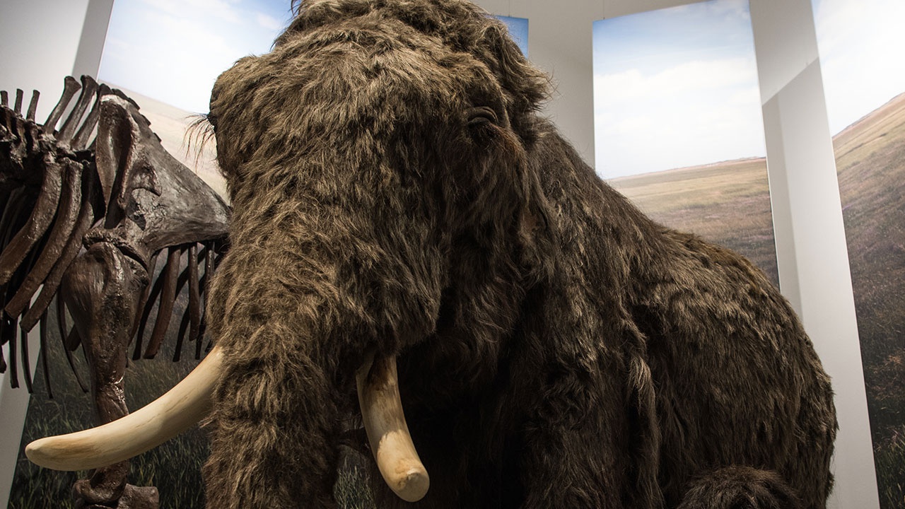 Ученые собрались воскресить мамонтов и заселить ими сибирскую тундру